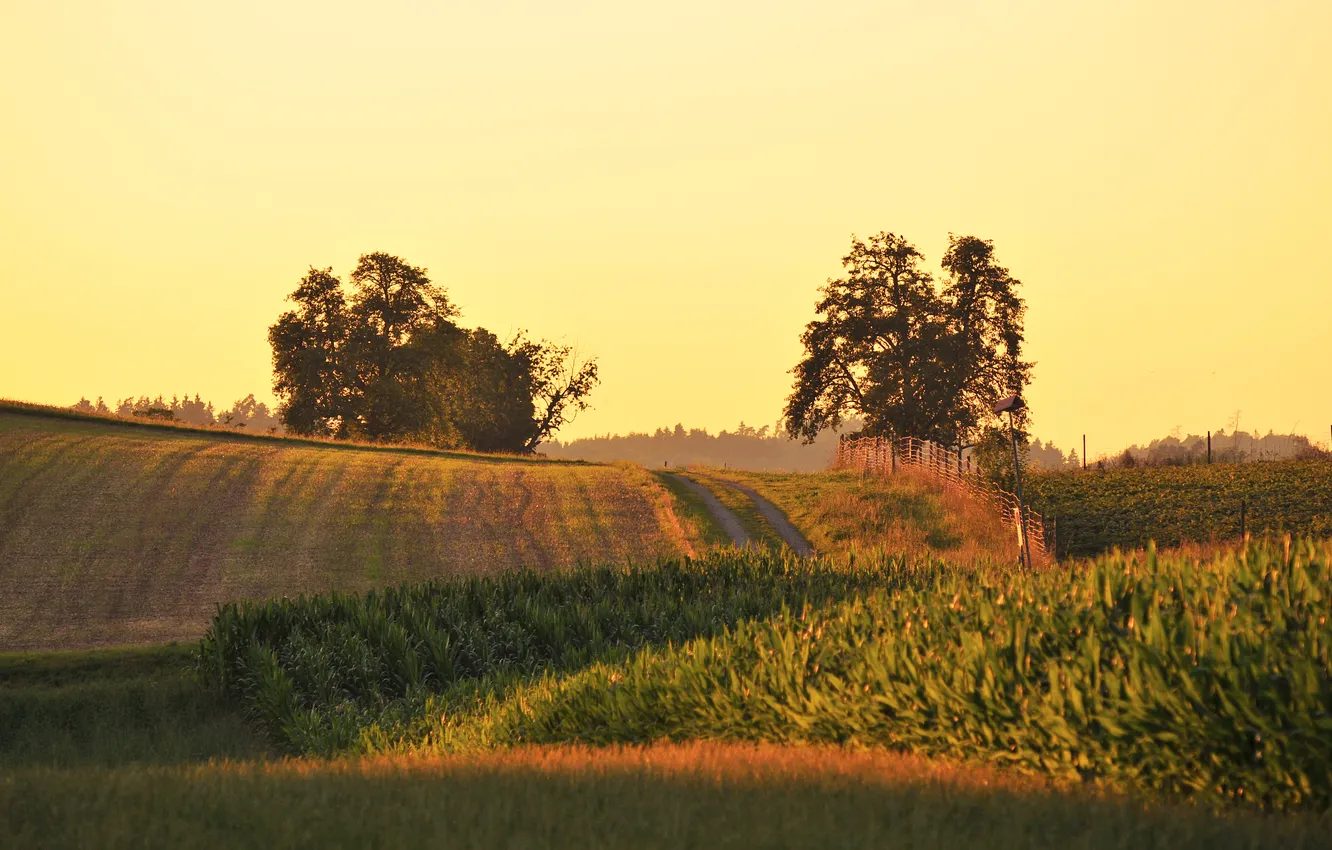Photo wallpaper field, summer, nature, day