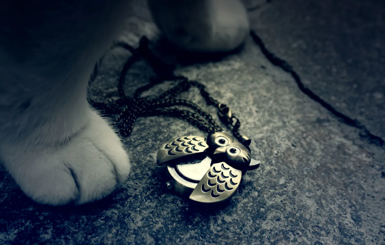 Photo wallpaper decoration, owl, bird, paws