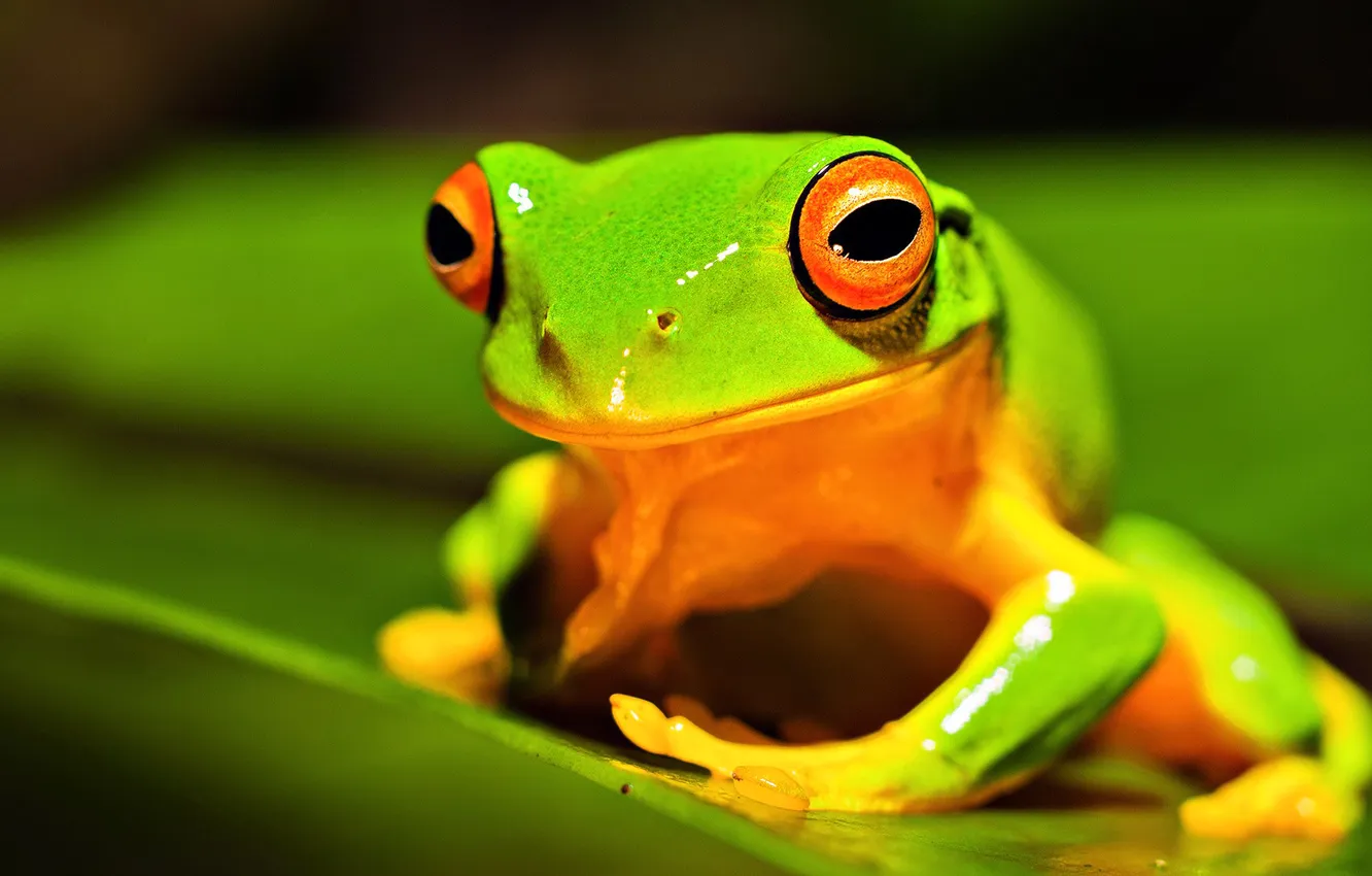 Photo wallpaper eyes, leaves, nature, frog, amphibian