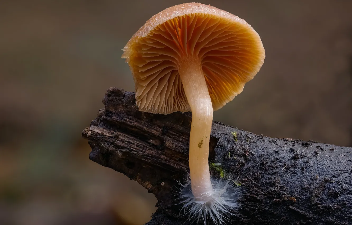 Photo wallpaper autumn, background, mushrooms, Beat Buetikofer