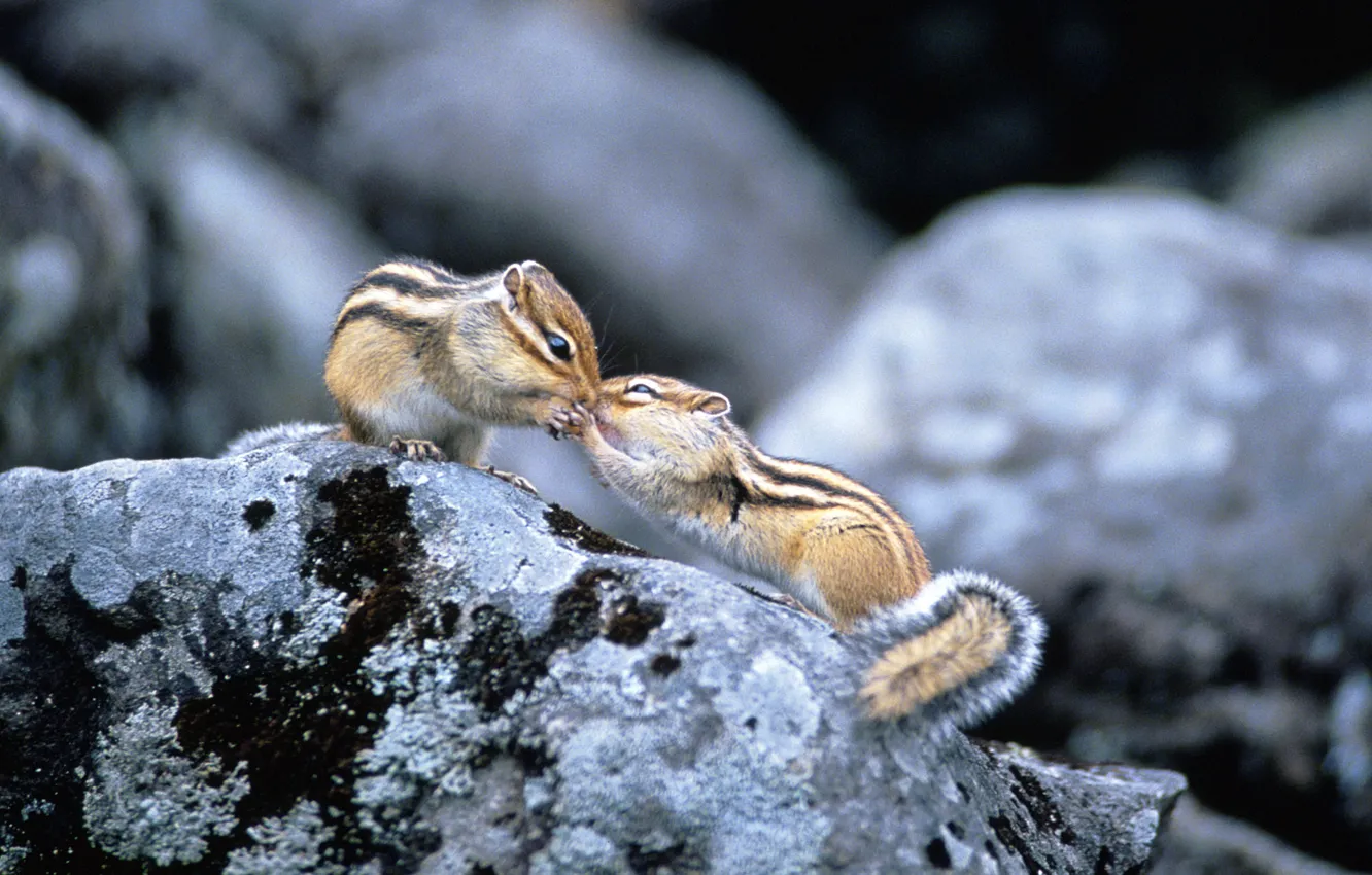 Photo wallpaper stones, pair, Chipmunk, rodent