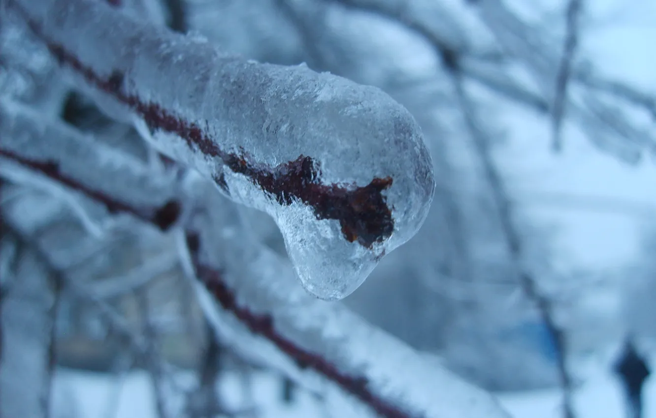 Photo wallpaper ice, winter, bush