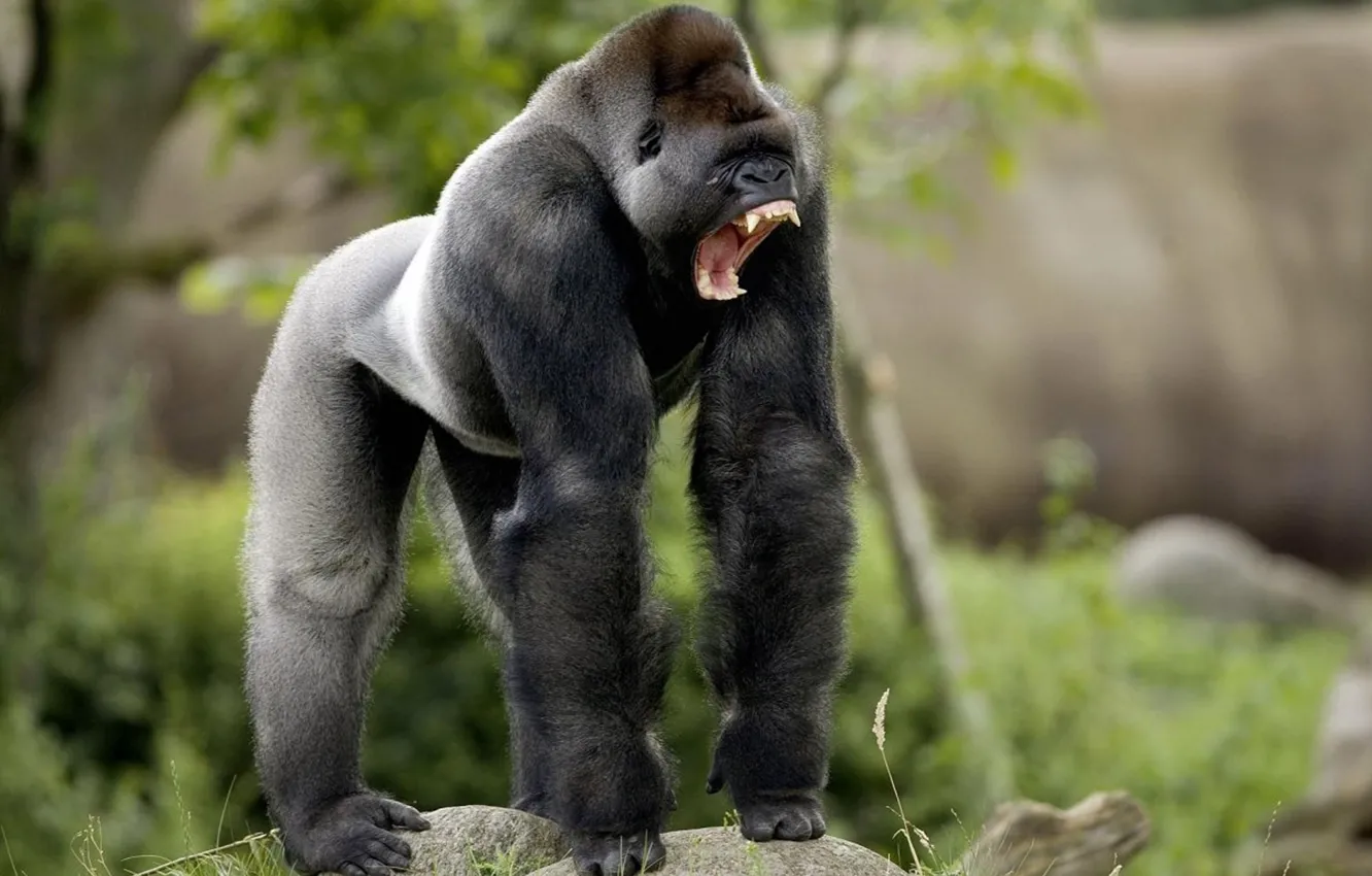 Photo wallpaper animal, Africa, wildlife, Eastern mountain gorilla