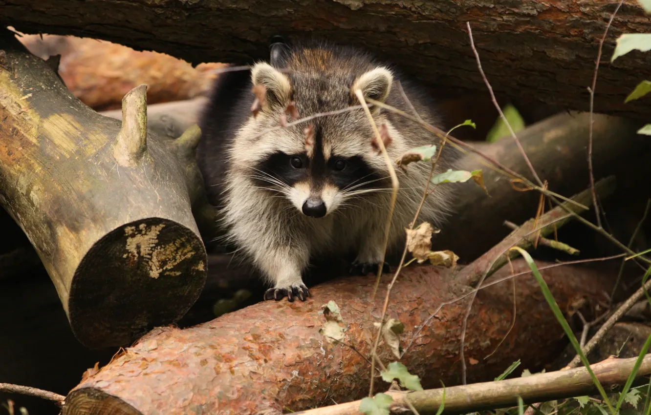 Photo wallpaper forest, trees, nature, blur, raccoon, animals, nature, bokeh
