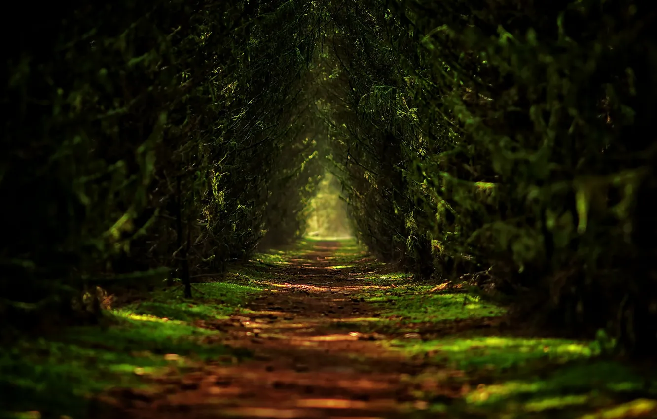 Photo wallpaper green, forest, Track, twigs, Forvard