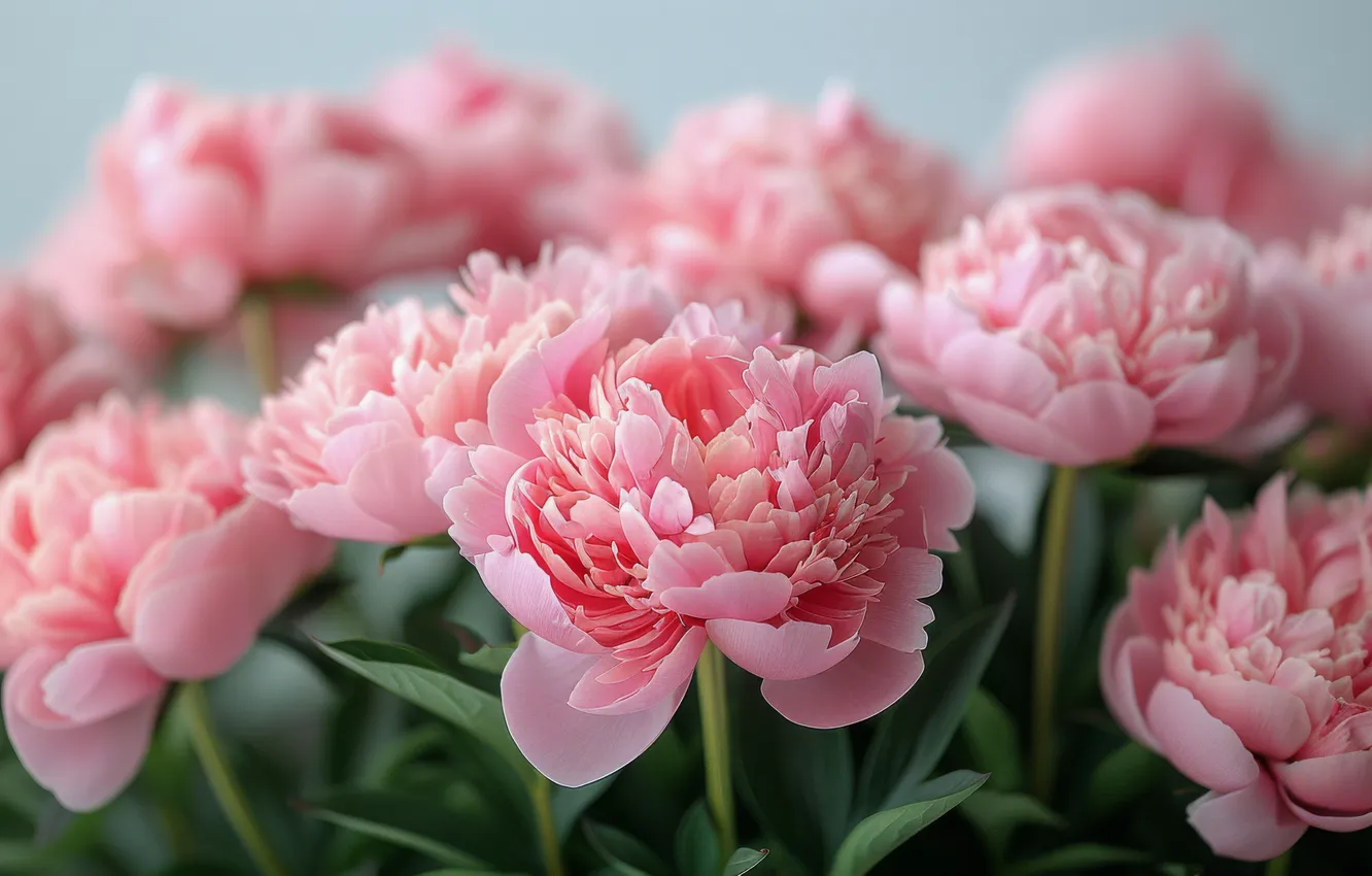 Photo wallpaper flowers, bouquet, pink, peonies, AI art, neural network