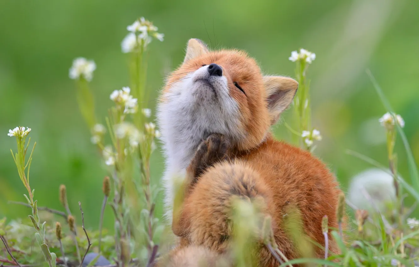 Photo wallpaper flowers, nature, pose, Fox, sitting, Fox, itches