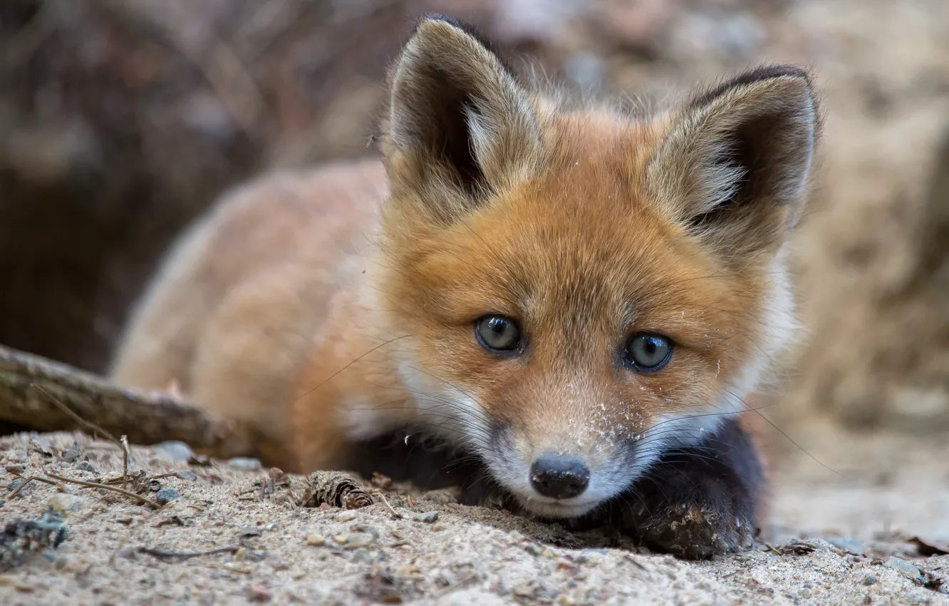 Photo wallpaper look, Fox, Fox