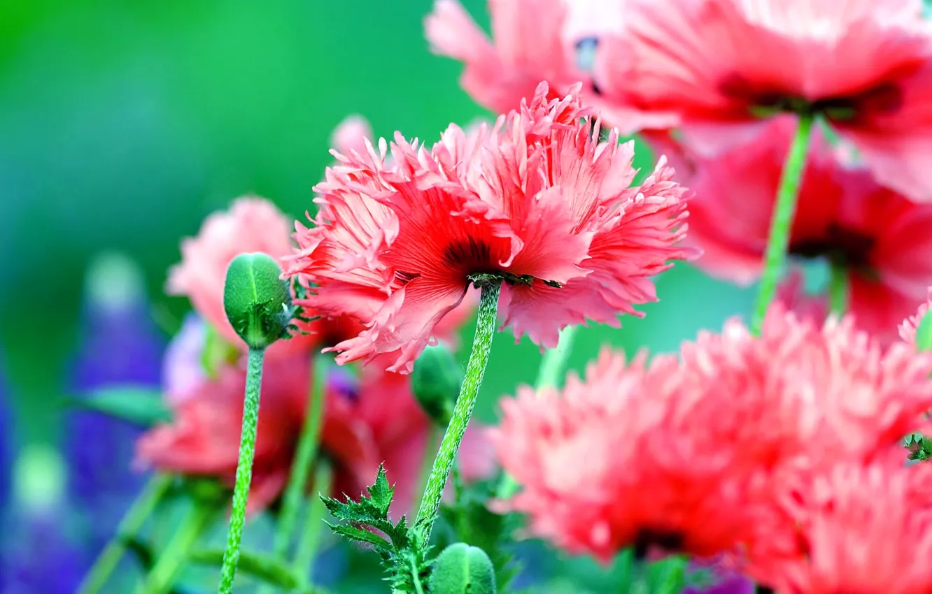Photo wallpaper field, nature, petals, meadow
