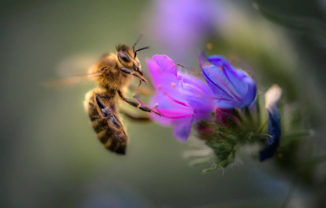 Photo wallpaper flower, macro, bee