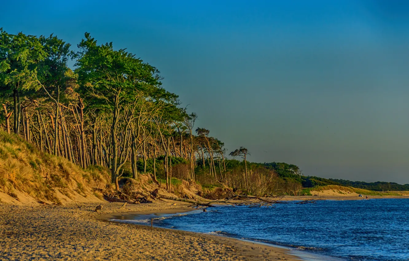 Photo wallpaper sand, sea, beach, trees, shore, Germany, Mecklenburg-Vorpommern