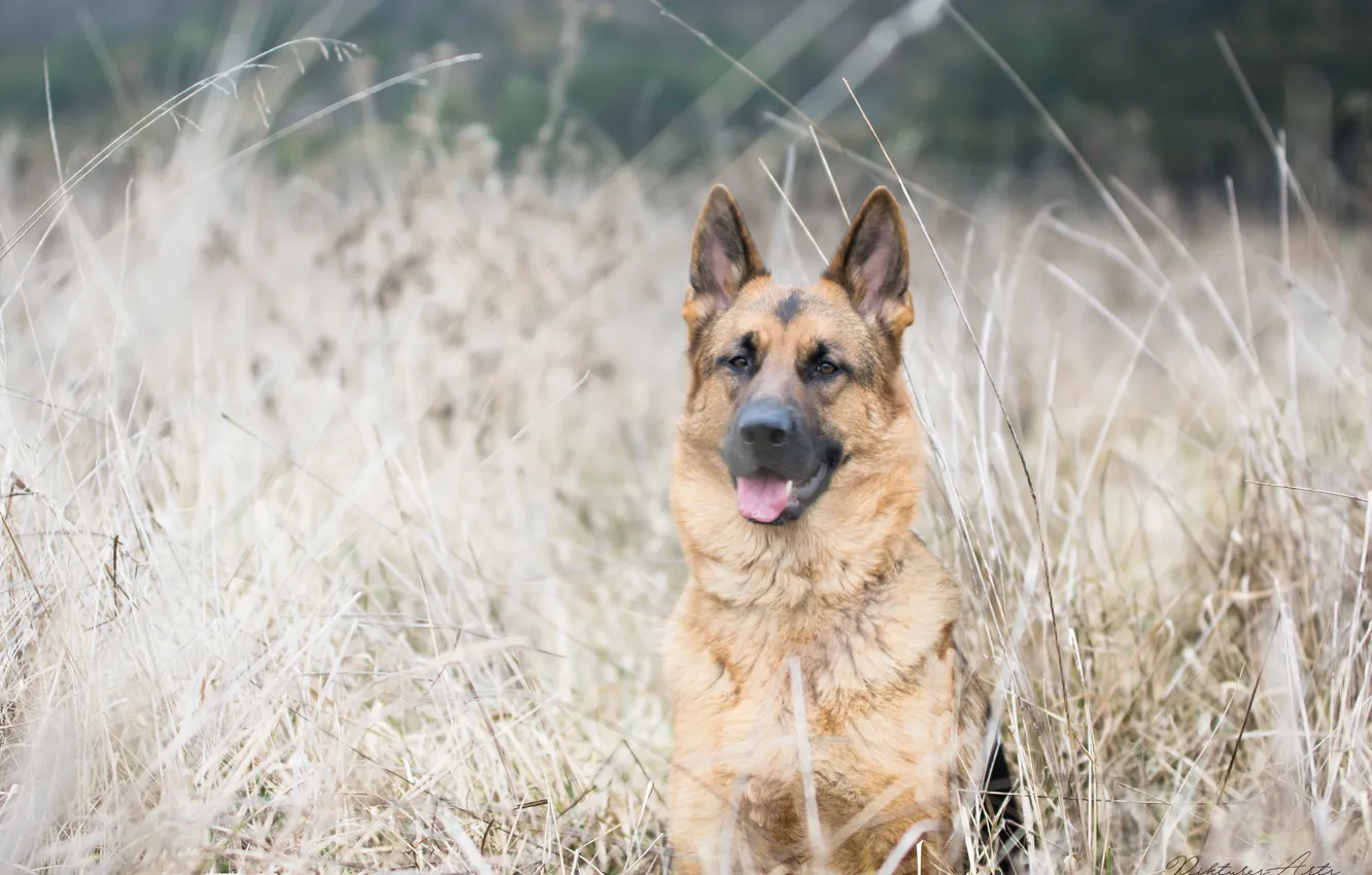 Photo wallpaper grass, dog, German shepherd