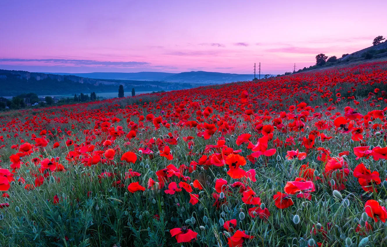 Photo wallpaper summer, landscape, flowers, nature, dawn, Maki, morning, slope