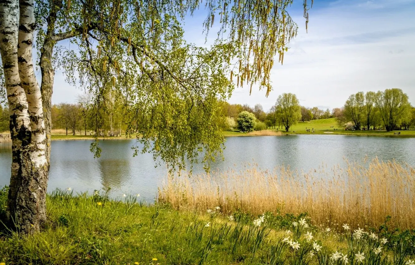 Photo wallpaper forest, the sky, grass, clouds, trees, landscape, flowers, nature