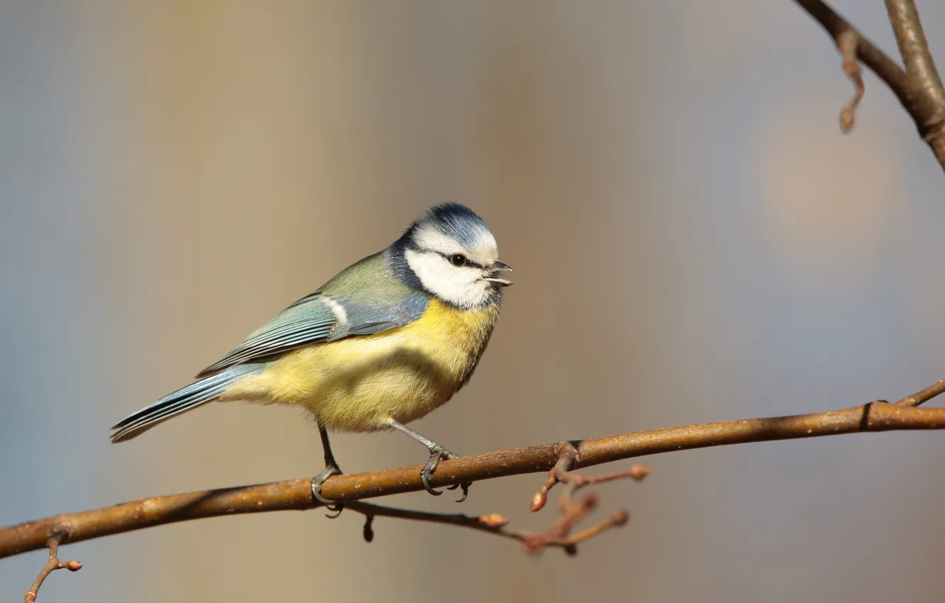 Photo wallpaper light, branches, background, bird, tit, bird