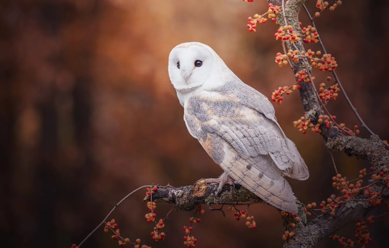 Photo wallpaper autumn, white, look, trees, branches, nature, berries, owl