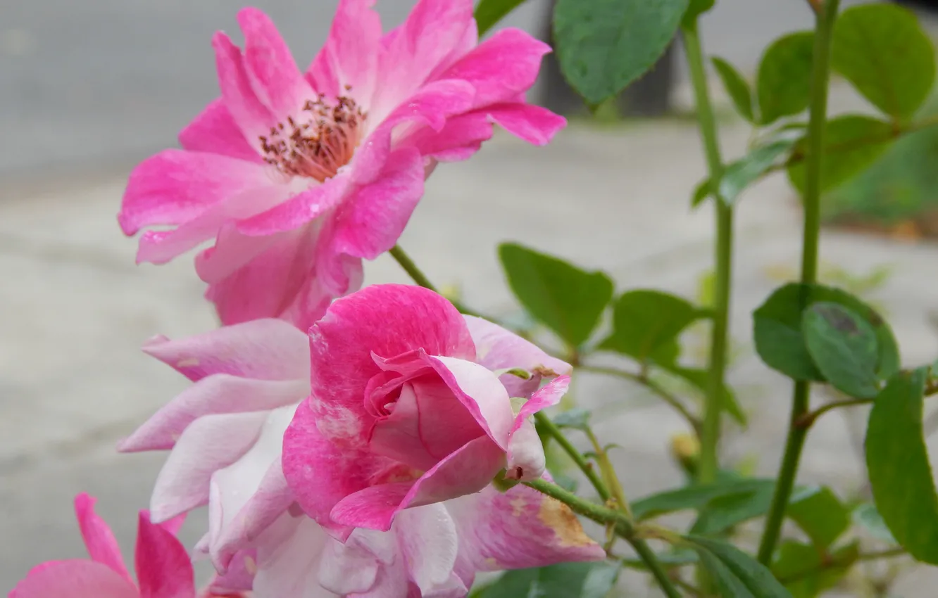 Photo wallpaper roses, petals, garden, yard, buds, the bushes