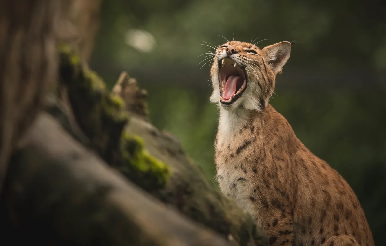 Photo wallpaper language, face, trees, nature, pose, moss, mouth, fangs