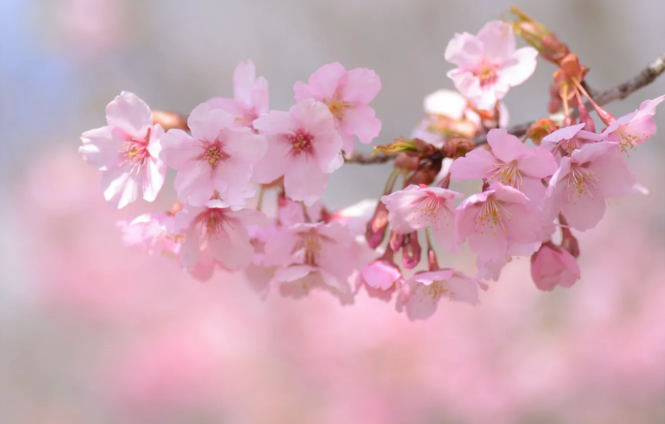 Photo wallpaper tenderness, branch, Sakura