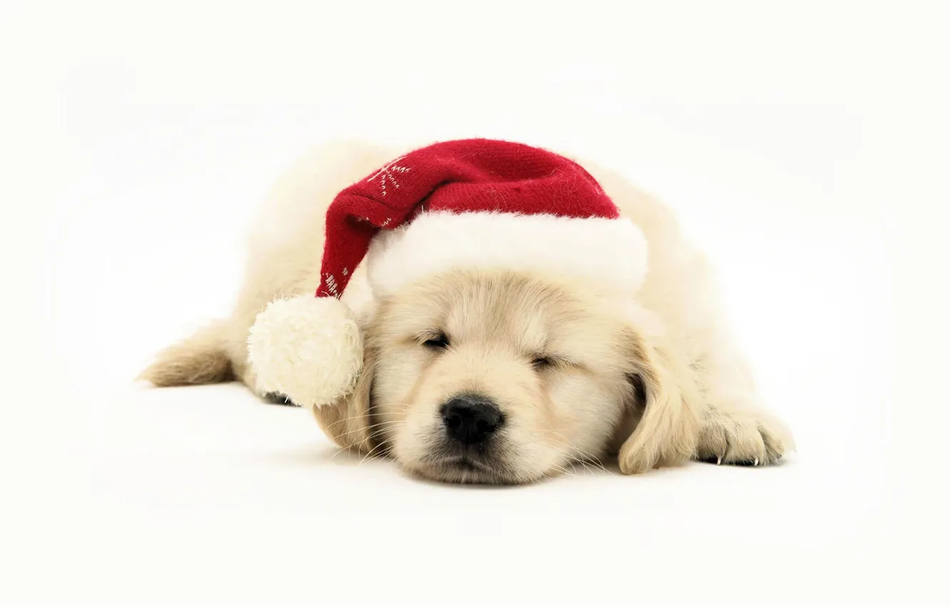 Photo wallpaper hat, sleep, puppy, cap, Retriever