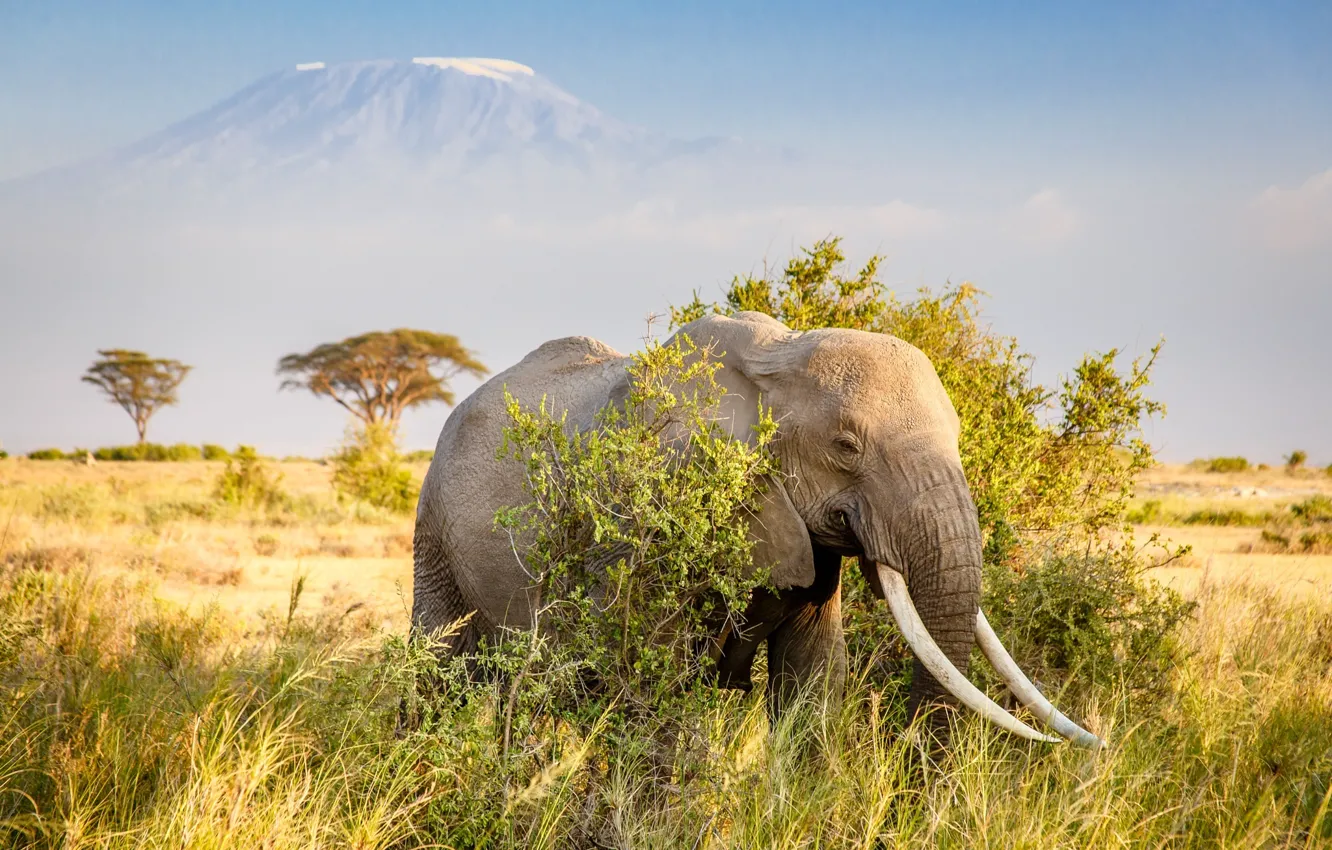 Photo wallpaper elephant, mountain, Africa