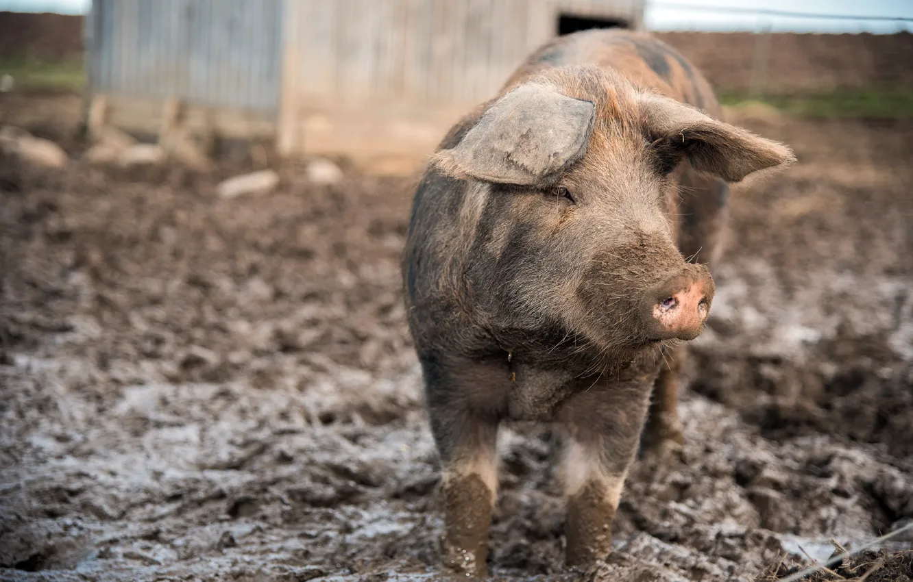 Photo wallpaper background, dirt, pig