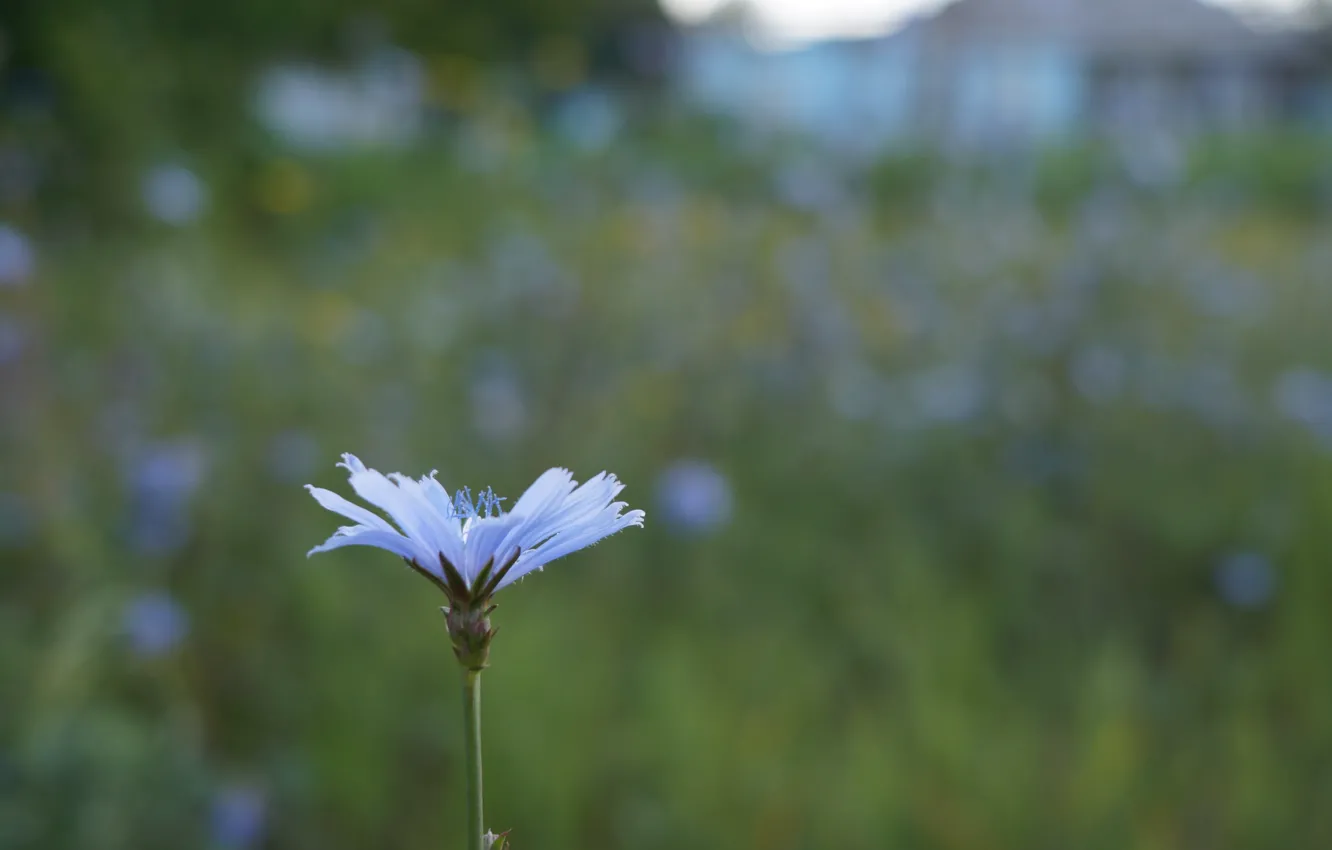 Photo wallpaper field, macro, flowers, nature, bokeh, chicory