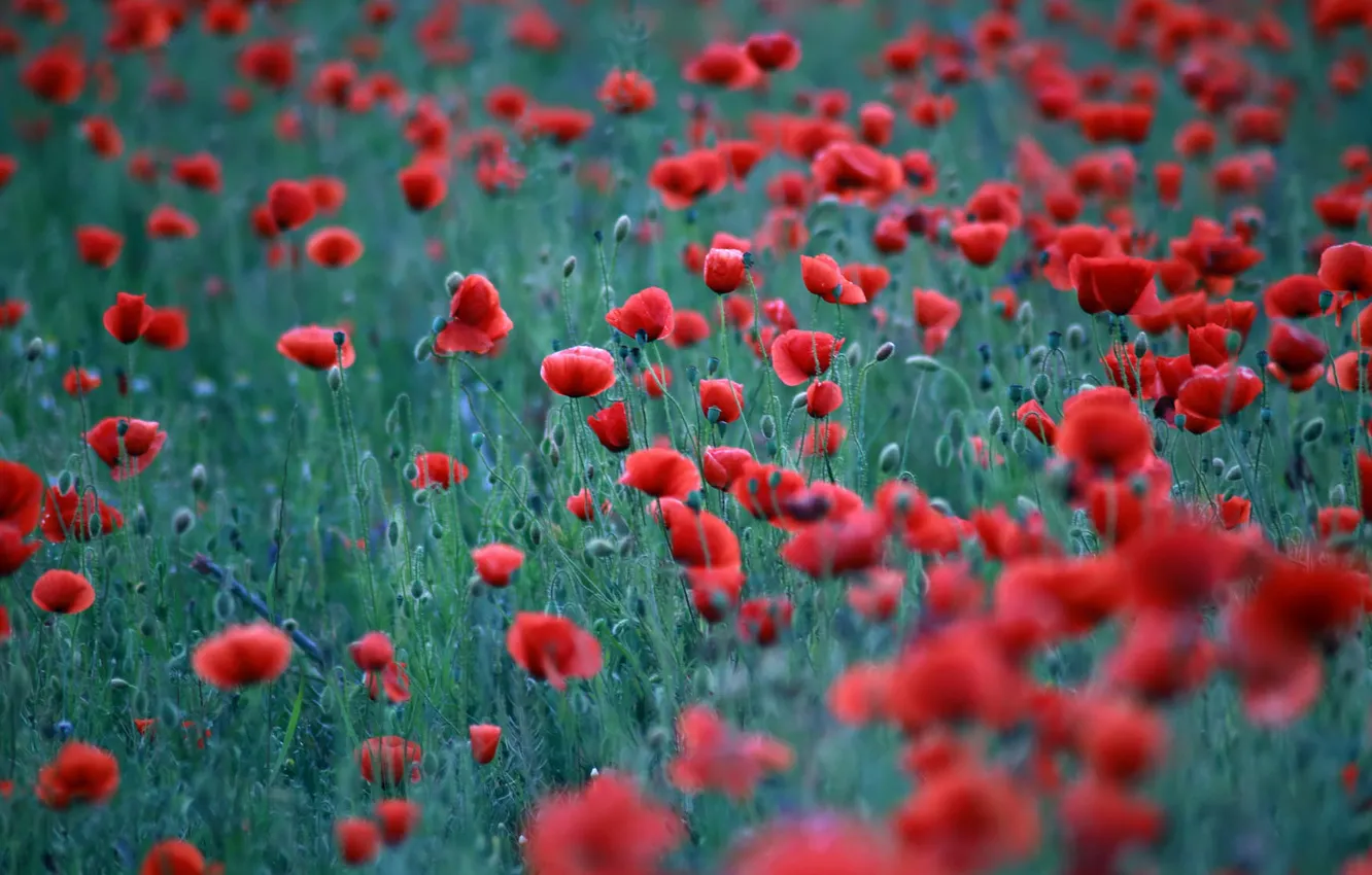 Photo wallpaper summer, flowers, red, Maki, meadow, bokeh, poppy field