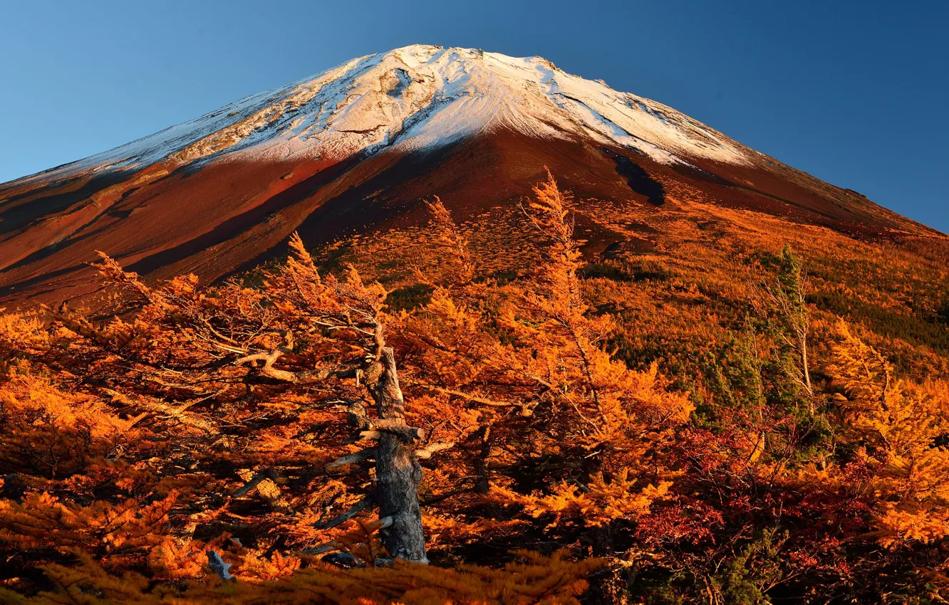Photo wallpaper autumn, the sky, trees, Japan, slope, mount Fuji