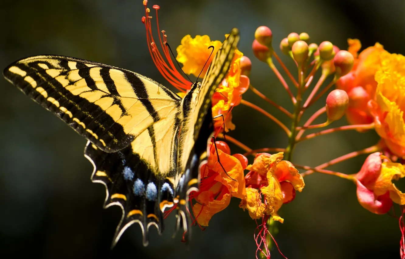 Photo wallpaper flowers, nature, butterfly