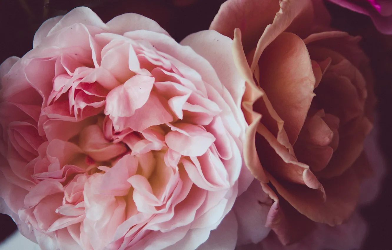 Photo wallpaper flowers, roses, pink