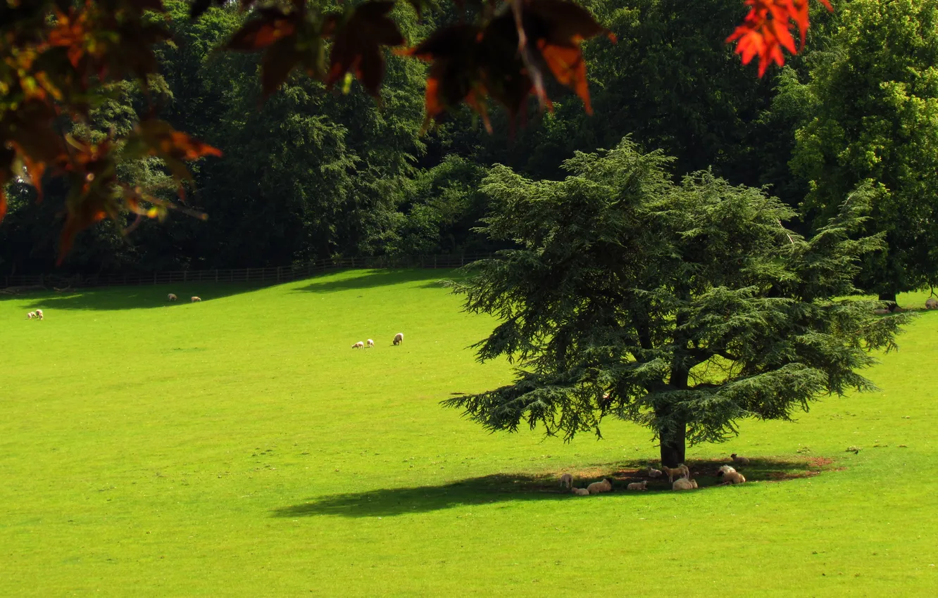Photo wallpaper trees, sheep, shadow, lawn