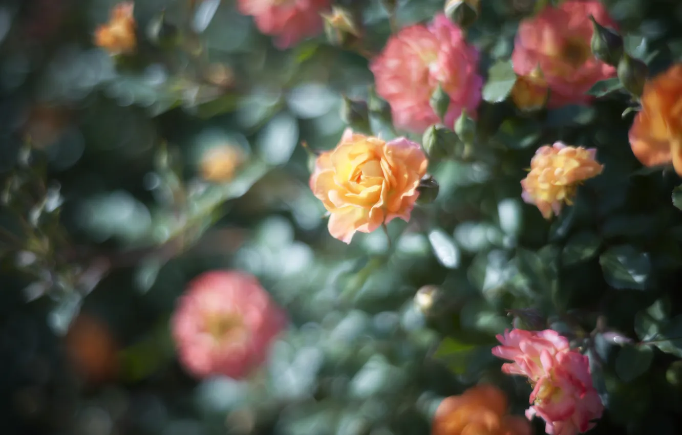 Photo wallpaper flowers, roses, garden, flowerbed