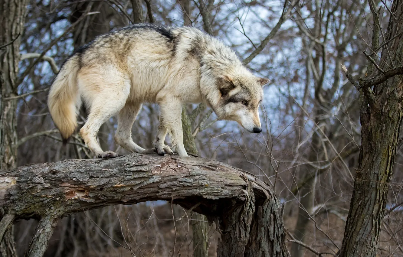 Photo wallpaper trees, wolf, predator, trunk, log