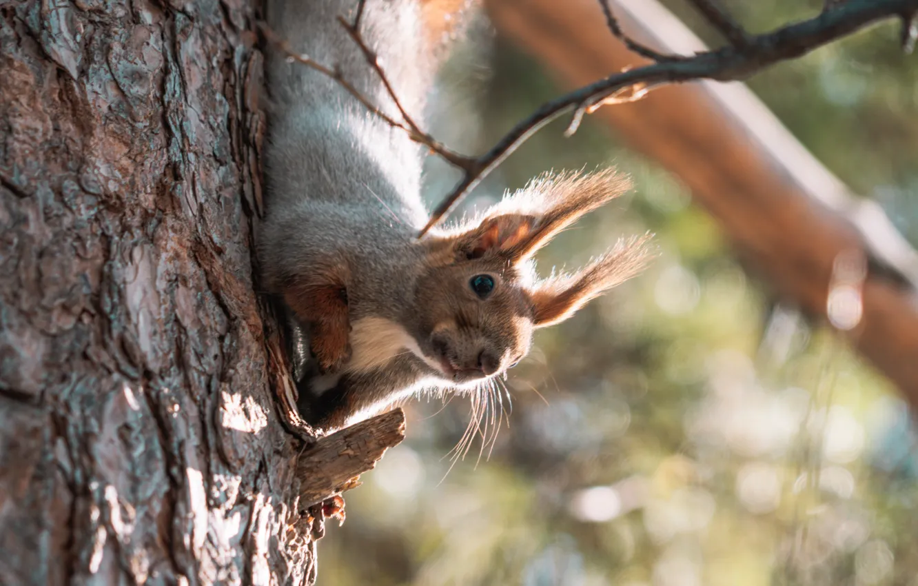 Photo wallpaper forest, forest, squirrel, squerrel
