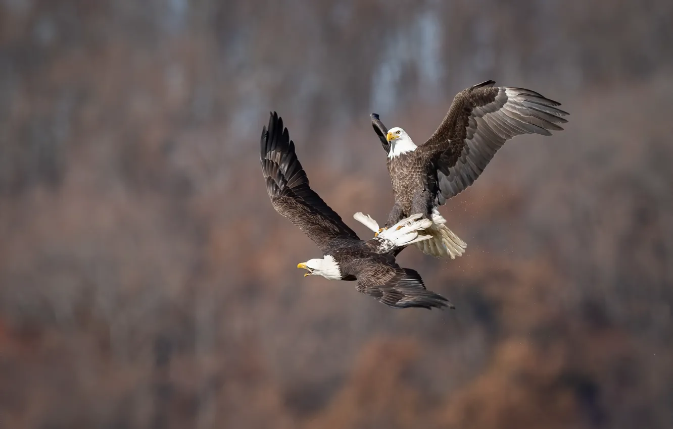 Photo wallpaper flight, birds, nature, pose, background, pair, the eagles, two