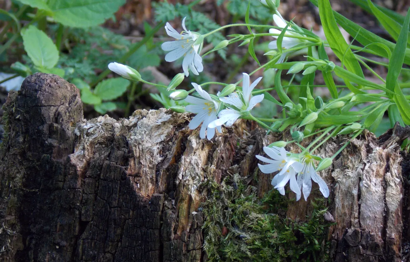 Photo wallpaper forest, small, stump, white, flowers