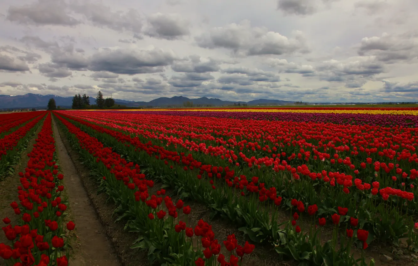Photo wallpaper field, clouds, trees, flowers, tulips, plantation