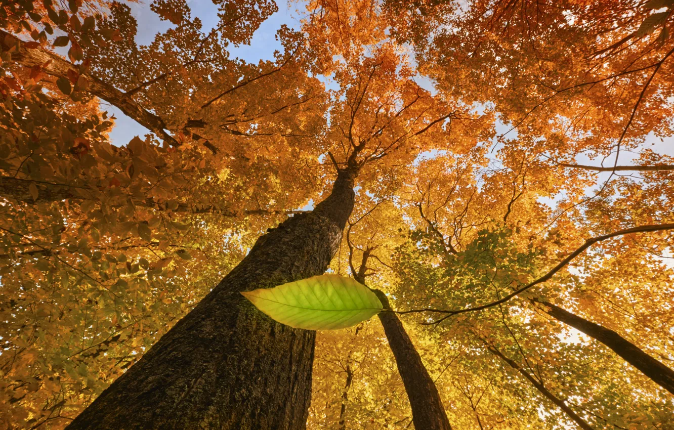 Photo wallpaper autumn, sheet, tree, autumn, tree, leaf, Stephen Clough