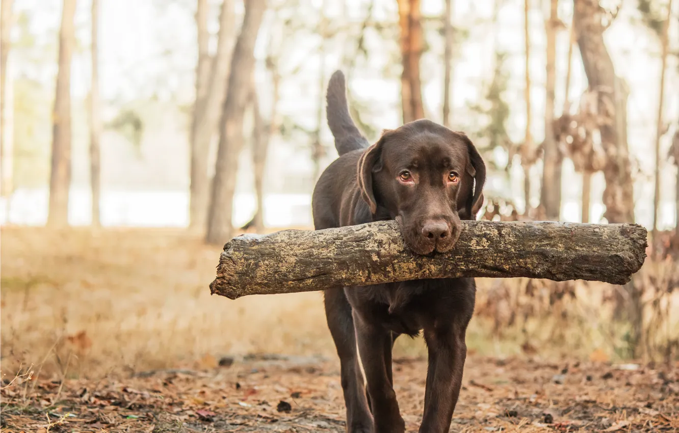Photo wallpaper forest, wood, dog