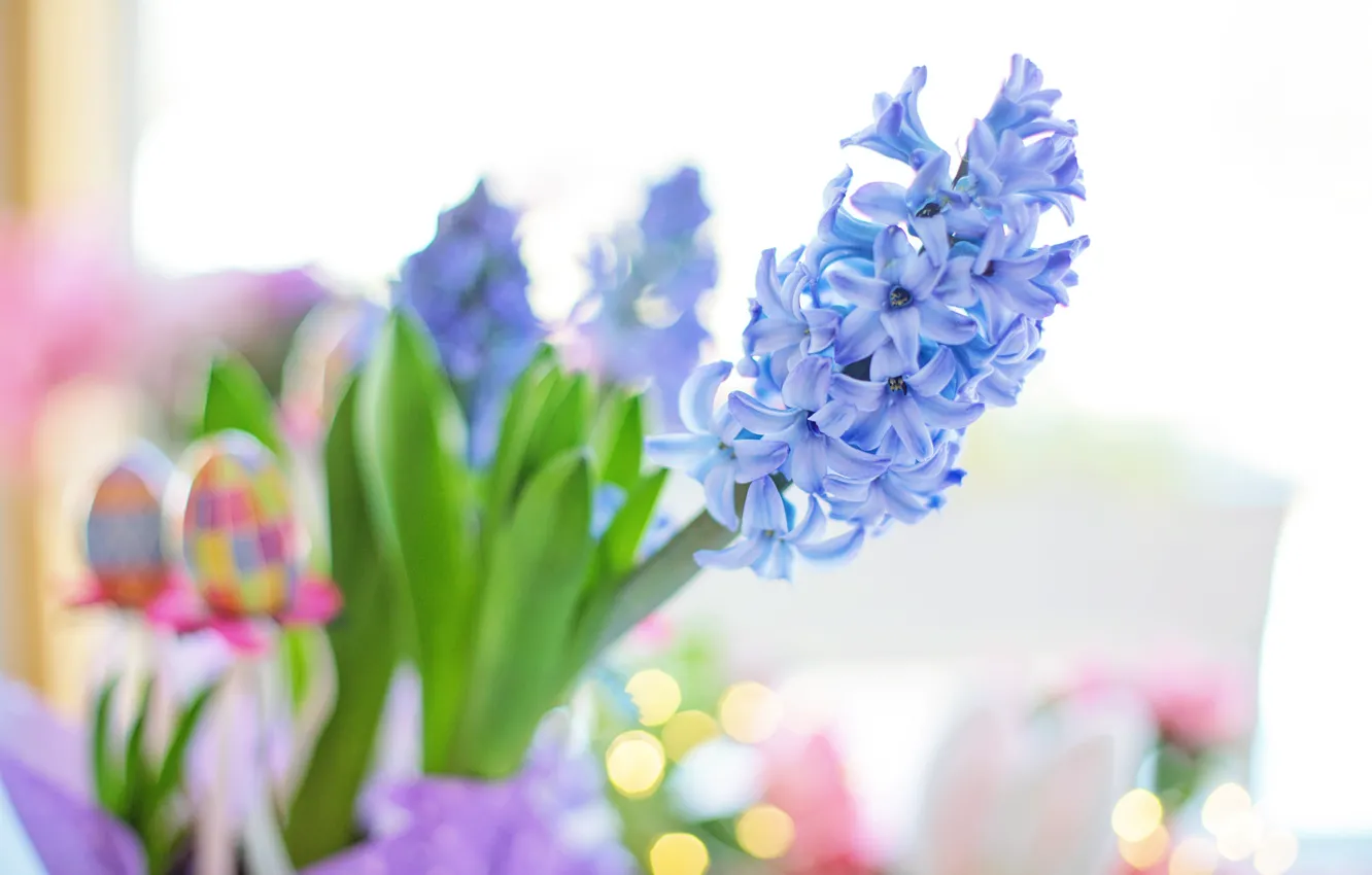 Photo wallpaper flowers, spring, hyacinths