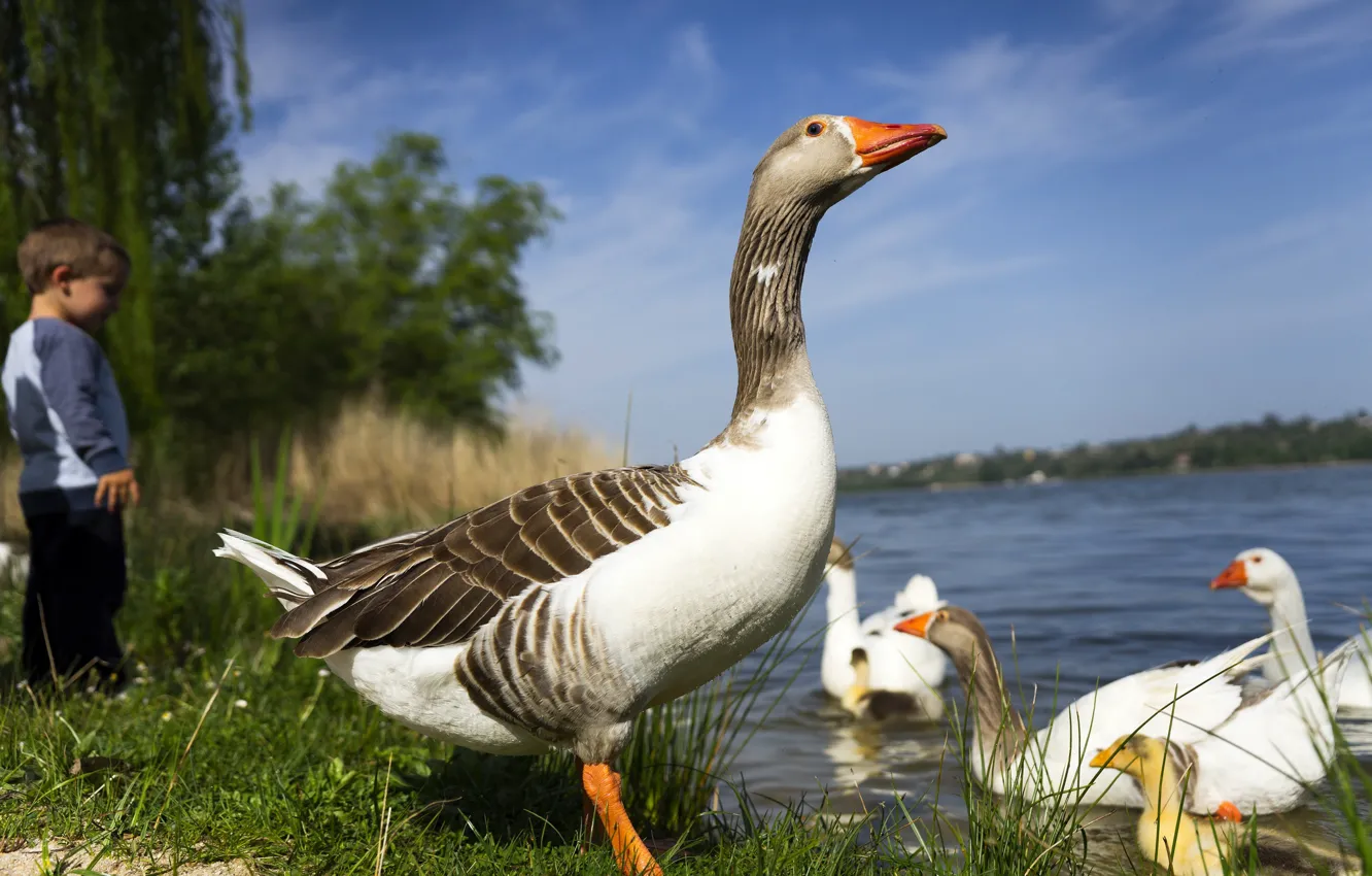 Photo wallpaper summer, the sky, grass, look, nature, children, pose, pond