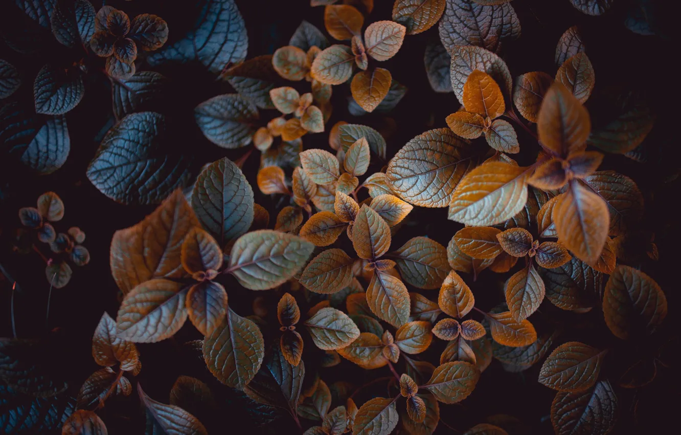 Photo wallpaper leaves, the dark background, plant, treatment, Coleus