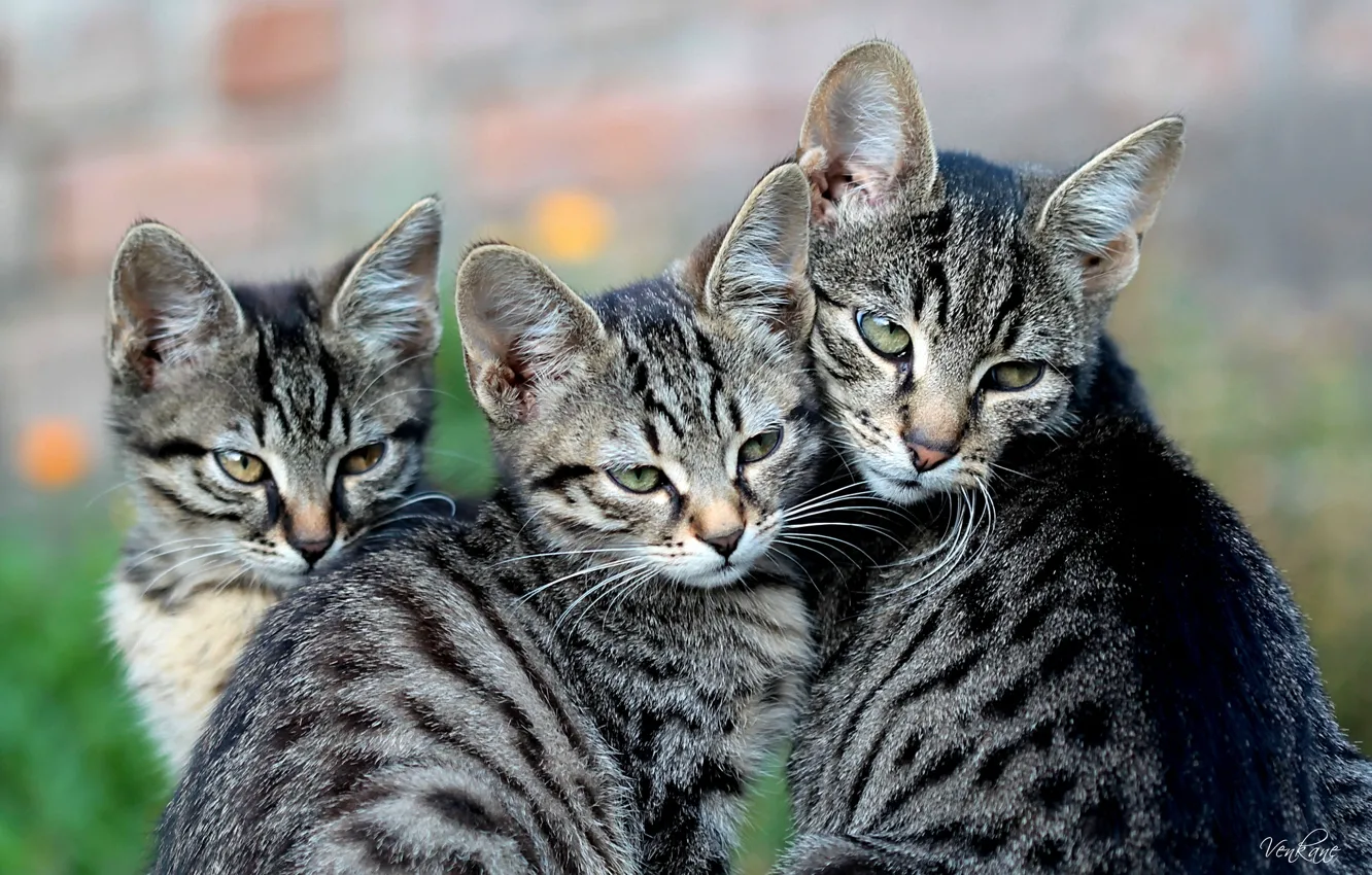 Photo wallpaper cat, kittens, motherhood