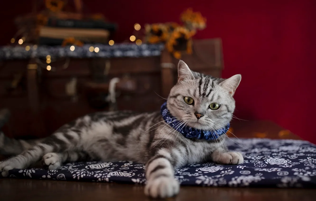 Photo wallpaper cat, cat, pose, kitty, room, floor, lies, collar