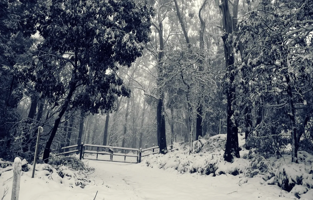 Photo wallpaper winter, forest, snow, trees