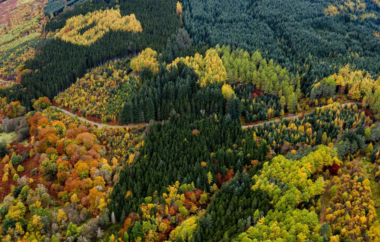 Photo wallpaper the, beauty, forest, road, view, the colors of autumn, autumn, forest