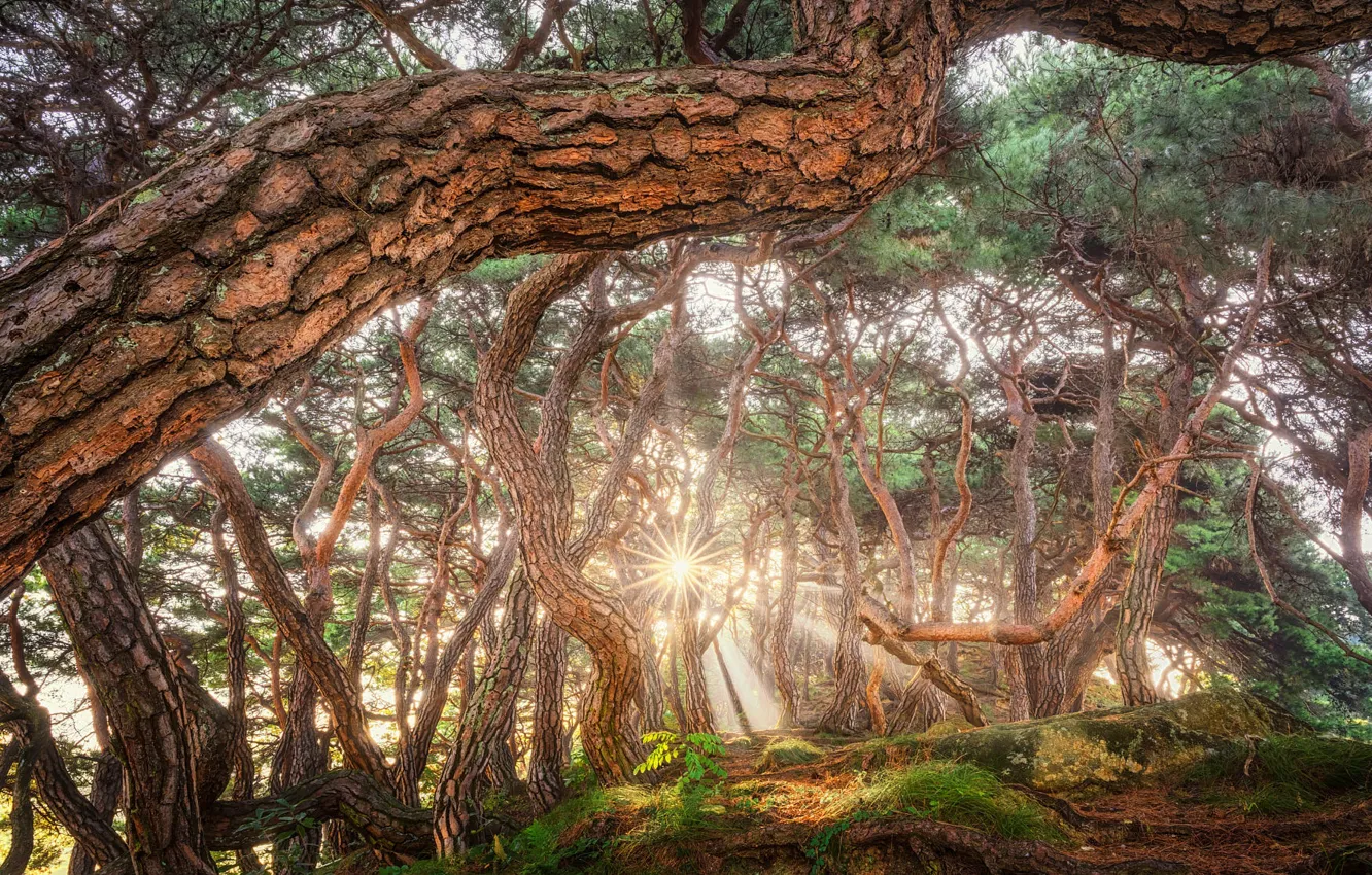 Photo wallpaper forest, the sun, pine