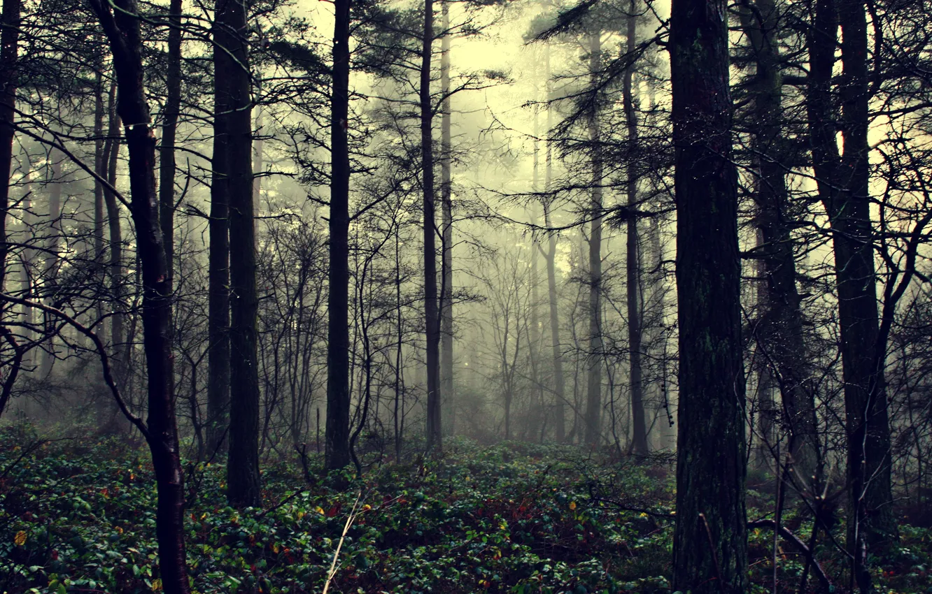 Photo wallpaper forest, nature, fog, the fog of illusion