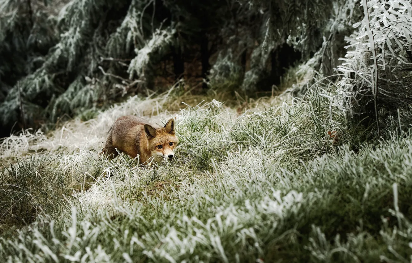 Photo wallpaper winter, frost, autumn, forest, grass, branches, Fox, sneaks